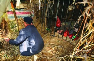 村官考公務(wù)員失敗發(fā)瘋被父母鎖鐵籠(圖)