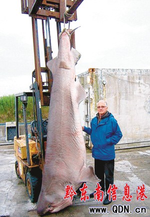 瑞士70歲游客單竿釣起480公斤鯊魚(圖)