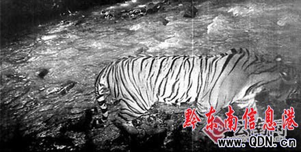 云南保護(hù)區(qū)野生老虎遭村民獵殺后分食