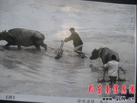 P鄦_(ti)(lin)ƳzӰչ 60x(D)