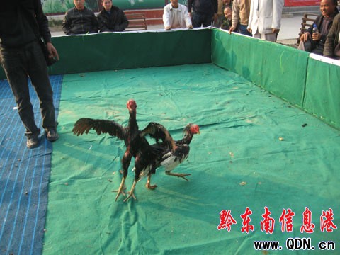 ǭ|uِ_Ļ 