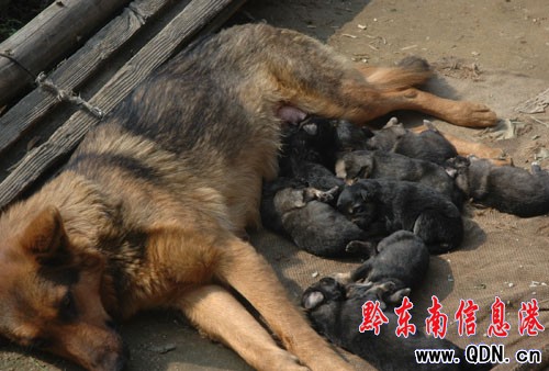 һֻȮa(chn)10(g)СD