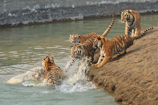 動物園牦牛誤入猛獸區被老虎咬死(組圖)