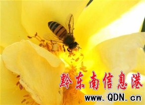 小學(xué)生抓蜜蜂蟄女生臉可能被判入獄2年多(圖)
