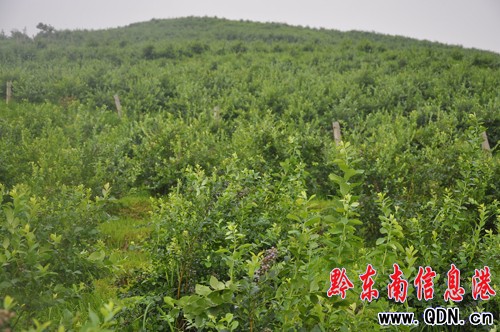 齭Nֲ
