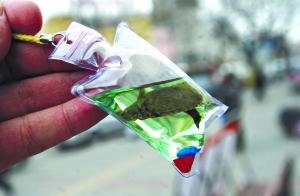 商販將活烏龜密封袋中制成掛墜 網友稱太殘忍