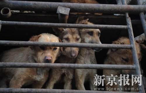 動物保護(hù)組織高速路攔運(yùn)狗車阻止殺狗(組圖)