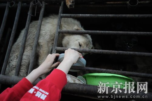 動物保護(hù)組織高速路攔運(yùn)狗車阻止殺狗(組圖)