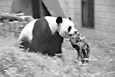 武漢動物園一大熊貓將覓食藍孔雀咬死(圖)