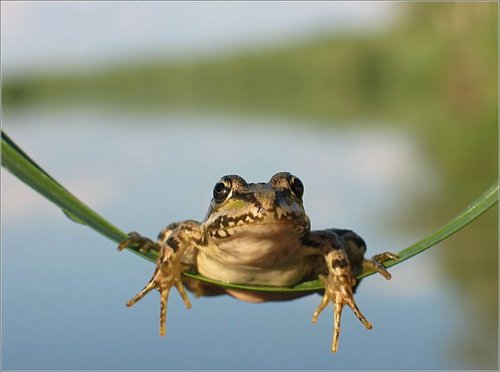 蟾蜍