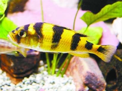 科學(xué)家解釋斑馬魚身上“斑馬紋”形成原理