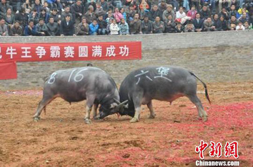 Ȫȴѩ滨(ji)ţ(zhng)ِ_ِ(D)