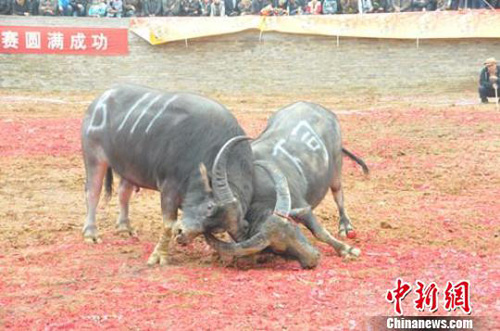 Ȫȴѩ滨(ji)ţ(zhng)ِ_ِ(D)